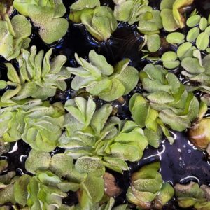 A cluster of green aquatic plants with wavy, textured leaves floats on dark water. The surface is glossy with reflections, and some small, round leaves are visible among the larger ones.