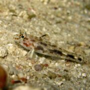 A small, spotted goby fish with a slender body and translucent fins rests on a sandy, gravelly underwater surface. The fish has a pale coloration with brown spots and markings.