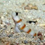 A small, white fish with orange stripes sits upright on a sandy, gravelly seafloor, looking upwards with its mouth slightly open. Its fins are semi-transparent and its surroundings are scattered with small pebbles.