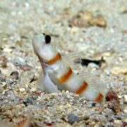 A small, white fish with orange stripes sits upright on a sandy, gravelly seafloor, looking upwards with its mouth slightly open. Its fins are semi-transparent and its surroundings are scattered with small pebbles.