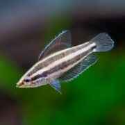 A striped, freshwater fish with two dark horizontal lines along its silver body swims in a greenish, blurred background. The fish has translucent fins edged with blue and a slightly pointed snout.