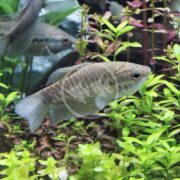 A greyish-brown fish with dark markings swims among green aquatic plants in a freshwater aquarium. Another fish is partially visible in the background.
