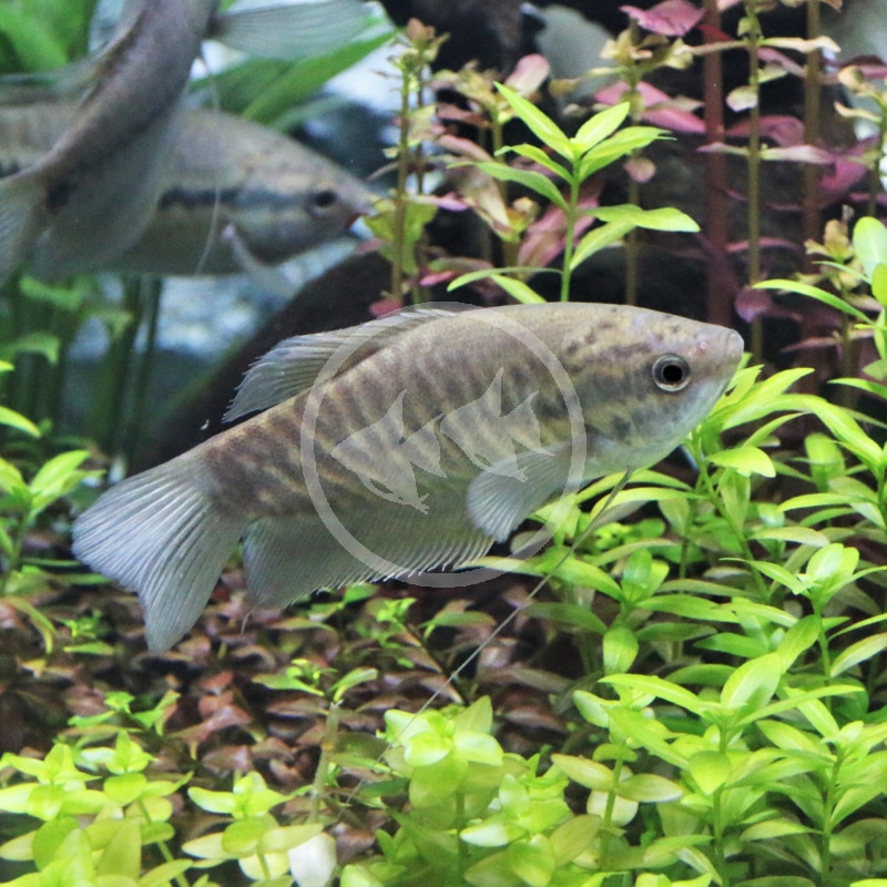 The,Snakeskin,Gourami,(trichopodus,Pectoralis),Are,Swimming,In,Freshwater,Aquarium. A greyish-brown fish with dark markings swims among green aquatic plants in a freshwater aquarium. Another fish is partially visible in the background.