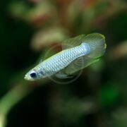 A close-up of a pale blue and white betta fish with iridescent scales and flowing fins swimming in an aquarium with a blurred green background.