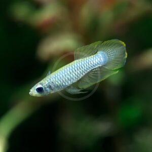 A close-up of a pale blue and white betta fish with iridescent scales and flowing fins swimming in an aquarium with a blurred green background.