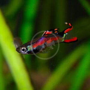 A colorful fish with a black body, bright red and blue stripes, and red-tipped fins swims near green aquatic plants in a tank.