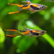 Two colorful guppy fish with orange, black, and yellow markings swim in an aquarium with a green, blurred plant background.