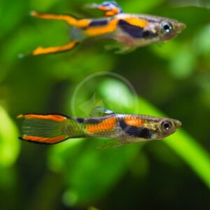 Two colorful guppy fish with orange, black, and yellow markings swim in an aquarium with a green, blurred plant background.