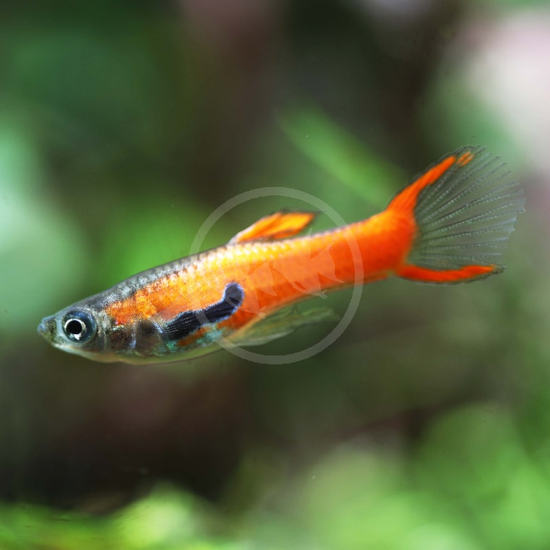 Red,Scarlet,Or,Chilli,Endler,Guppy A close-up of a colorful guppy fish with a bright orange tail and body, swimming in an aquarium with a blurred green background.