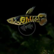 A colorful guppy fish with orange, black, and yellow markings swims against a dark, blurry background.