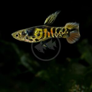A colorful guppy fish with orange, black, and yellow markings swims against a dark, blurry background.