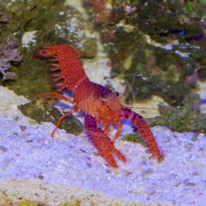 A bright red and orange lobster with spiny legs and claws walks on sandy gravel, surrounded by rocks and underwater plants in an aquarium setting.