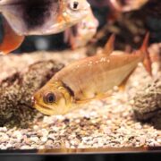 A silvery-brown fish with large eyes swims near the bottom of a gravel-lined aquarium, with another fish partially visible above and rocks in the background.