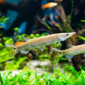 A close-up of two long, slender gars swimming in a freshwater aquarium with green plants and blurred orange fish in the background.