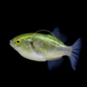 A small, greenish-yellow fish with a rounded body, yellow eyes, and translucent blue fins is shown swimming against a solid black background.