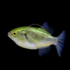 A small, greenish-yellow fish with a rounded body, yellow eyes, and translucent blue fins is shown swimming against a solid black background.