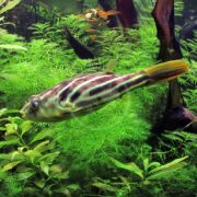 A striped pufferfish swims among bright green aquatic plants in a freshwater aquarium. The fish has a yellow tail and a patterned body with brown and white horizontal stripes.