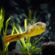 A yellow and brown spotted pufferfish swims near green aquatic plants and rocks in a freshwater aquarium. The background is dark, making the fish and plants stand out.