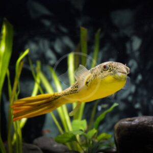 A yellow and brown spotted pufferfish swims near green aquatic plants and rocks in a freshwater aquarium. The background is dark, making the fish and plants stand out.