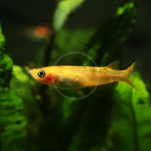 A small, yellow-orange fish with black eyes swims in an aquarium, surrounded by green aquatic plants.