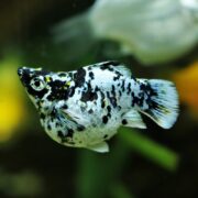 A close-up of a marble-patterned molly fish with black, white, and yellow spots swimming in an aquarium, with blurred plants and another fish in the background.