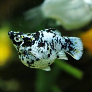 A close-up of a marble-patterned molly fish with black, white, and yellow spots swimming in an aquarium, with blurred plants and another fish in the background.