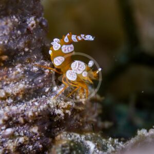 A close-up of a SHRIMP - SEXY ANEMONE Thor amboinensis, featuring its mostly transparent body with white spots as it rests on rocky underwater terrain among coral and marine debris.