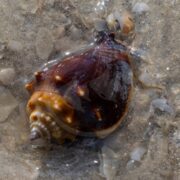 A brown and orange spiked seashell rests on wet sand, partially surrounded by shallow water and small scattered pebbles.