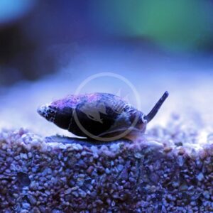 A SNAIL - NASSARIUS Nassarius sp. with a dark, elongated shell crawls over aquarium gravel under blue lighting.