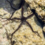 A dark-colored brittle star with five long, slender, spiny arms rests on a rocky underwater surface, blending in with the light brown and beige rocks around it.