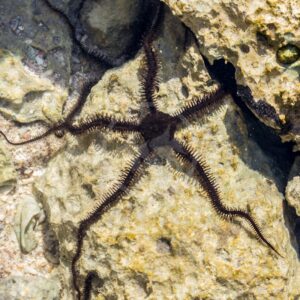 A dark-colored brittle star with five long, slender, spiny arms rests on a rocky underwater surface, blending in with the light brown and beige rocks around it.