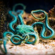 A close-up of a vibrant, turquoise brittle star with long, spiny arms curled and extended across a sandy, underwater surface in an aquarium setting.