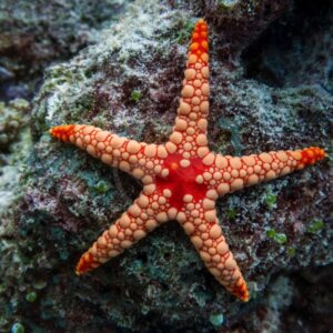 A red and orange starfish with a bumpy, textured surface rests on a rocky, algae-covered underwater surface.
