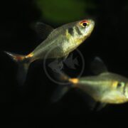 A small, silver HEAD & TAIL LIGHT TETRA (Hyphessobrycon ocellifer) with a red eye spot and dark tail swims in dim water, while another is blurred in the background.