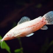 A close-up of an albino catfish swimming in dark water, showing its pale, pinkish-white body, long barbels near its mouth, and translucent fins.
