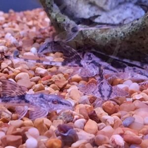 Several small, camouflaged fish with patterned bodies rest on a bed of tan pebbles beside a curved piece of aquarium décor. Their coloring blends with the rocky substrate, making them hard to spot.