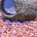 Several small, patterned catfish rest on a bed of orange and beige gravel near a hollow, stone-like aquarium decoration. The background shows water and part of the aquarium setup.