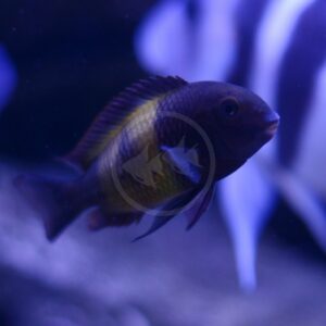 A dark-colored fish with yellow accents swims in an aquarium, with another blurred fish in the background and a bluish tint to the water.