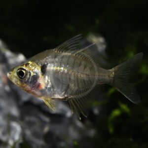 A close-up of a translucent fish, showing its internal organs, swims in front of a dark, blurred background with hints of rocks and plants.