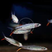 A group of silver fish with black horizontal stripes and orange-tipped tails swim together in dark water.