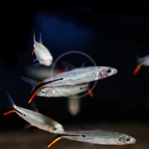 A group of silver fish with black horizontal stripes and orange-tipped tails swim together in dark water.