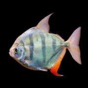 A silver-colored fish with vertical dark stripes, a rounded body, orange lower fins, and a forked tail, swimming against a solid black background.