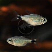 Two small silver fish with black markings near their tails swim in dark water. Their bodies are slightly translucent, and their fins are spread as they move. The background is blurred with warm brown and orange tones.