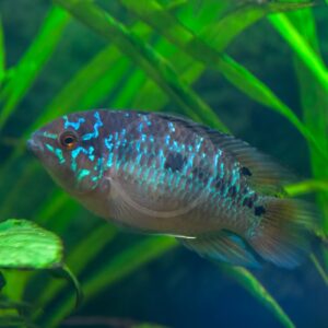 A colorful fish with blue and green iridescent spots swims near vibrant green aquatic plants in a freshwater aquarium.
