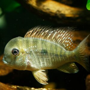 A close-up of a colorful fish with shimmering scales and spiky dorsal fins swimming in an aquarium, with a dark and blurred background.