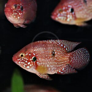 A close-up of colorful red and white spotted fish, likely cichlids, swimming against a dark background. The fish have yellow eyes and distinctively patterned bodies.
