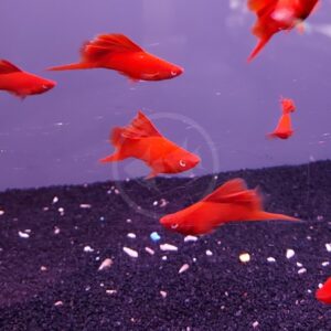 Several vibrant orange fish swim in an aquarium with a dark gravel substrate and tiny scattered stones, against a purple-tinted background.
