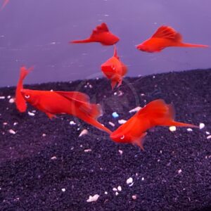 Five bright orange fish swim over a black gravel aquarium substrate, scattered with small white pebbles, against a purple-tinted background.