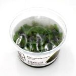 A clear plastic cup containing green aquatic Monosolenium tenerum plants, labeled 1-2-Grow! No Algae, No Pests, No Snails, with condensation on the inside of the lid.