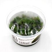 A clear plastic cup containing green aquatic Monosolenium tenerum plants, labeled 1-2-Grow! No Algae, No Pests, No Snails, with condensation on the inside of the lid.